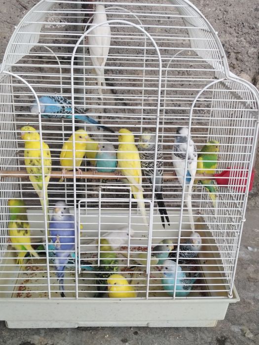 Прода м волнистые попугай