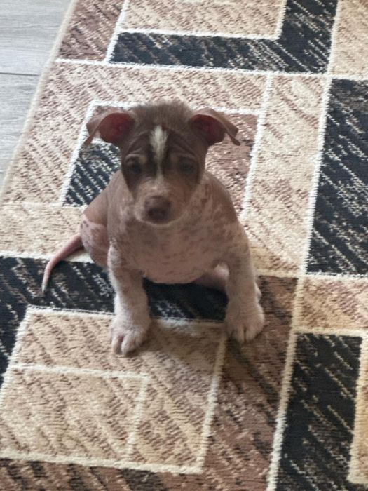 Продаются щенки ксоло