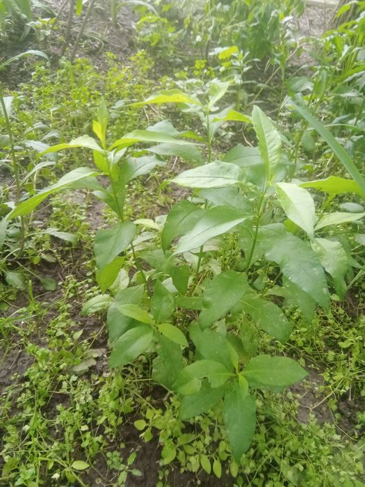 Хоста , очиток , флоксы, ирисы .