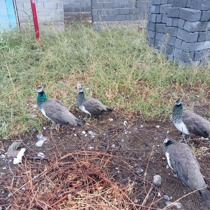 Тауыс (павлин) құстары бар сатылатын