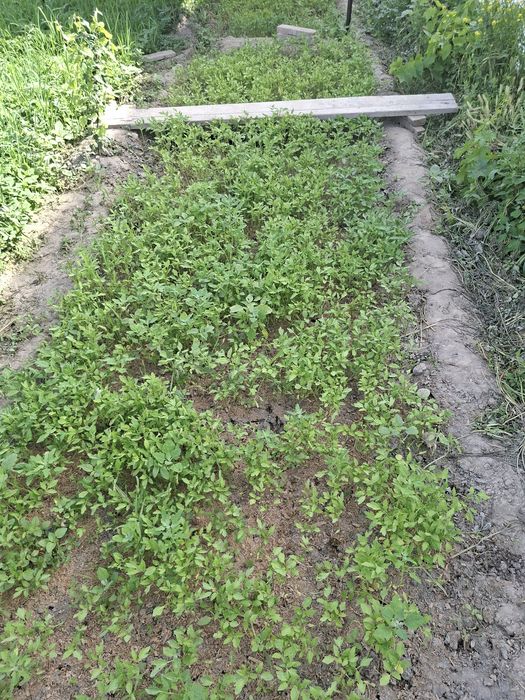 Кучат сотилмокда