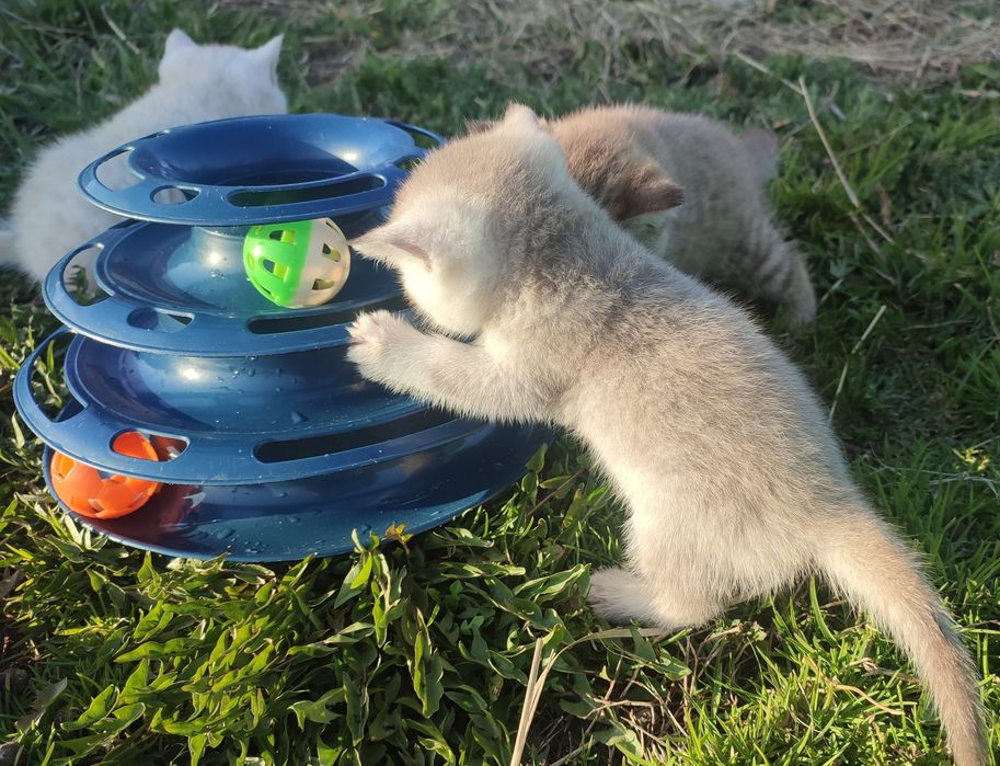 Шатланские котята