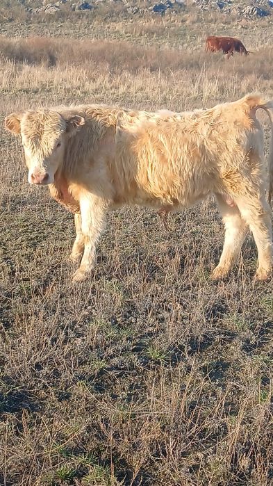 Аулекол чистый бычок!