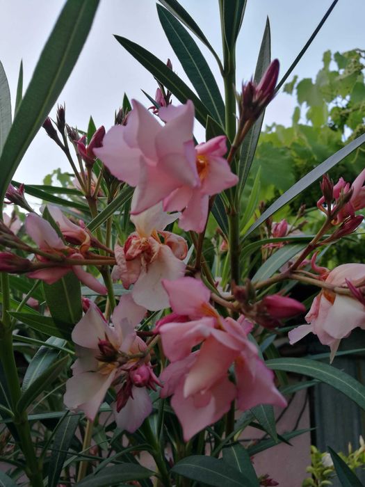 Продавам зокум олеандър