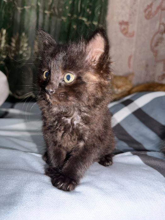 Красивые котята в добрые руки