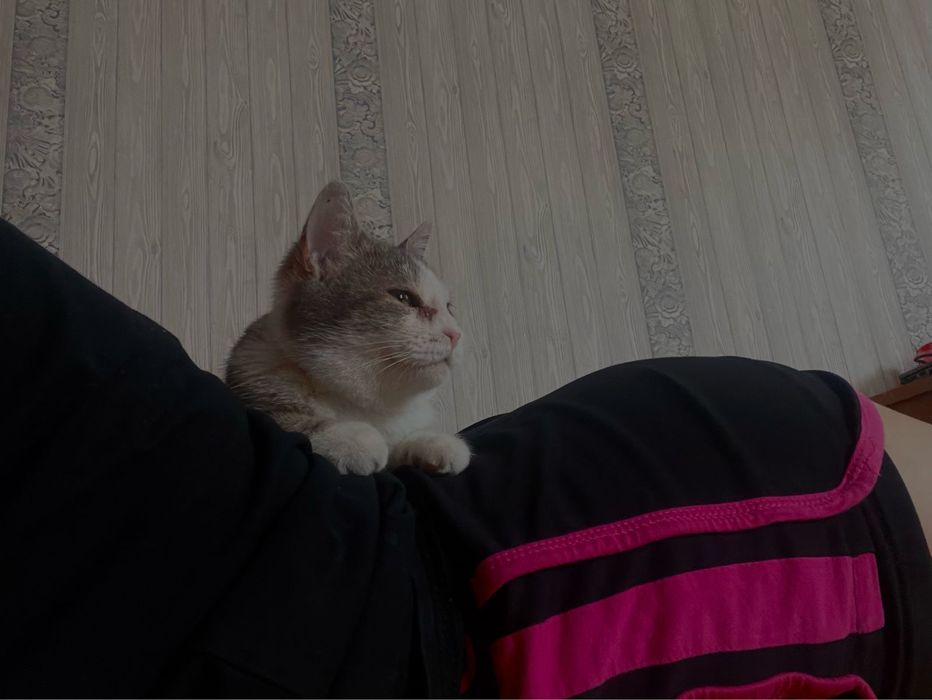 Кошечка 9месяцев