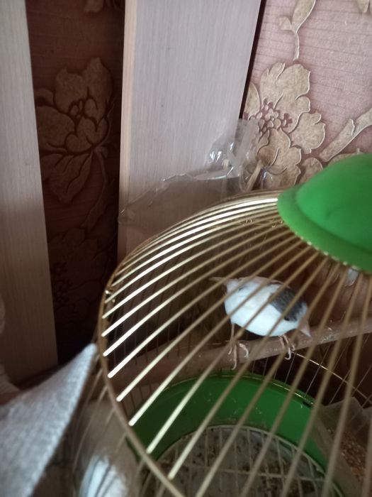 Канареика птица 1,5 года