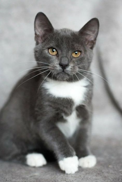Котик в хорошие руки домашняя