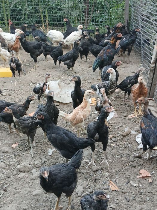 Продаются даканы