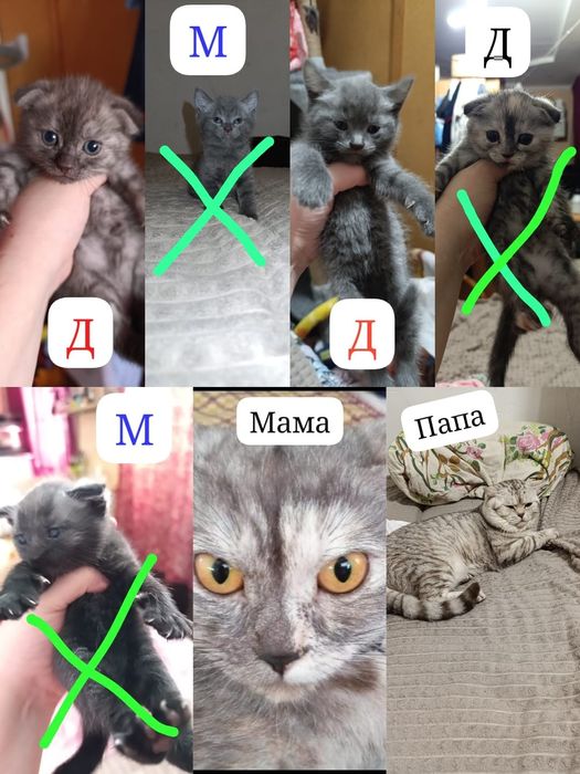 Шотландские котята