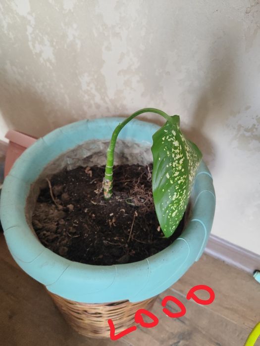 Продам цветы с горшками