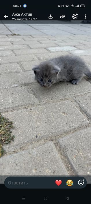 Отдам котят бесплатно