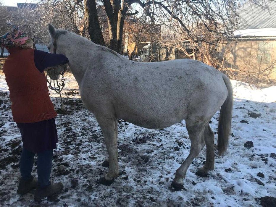 Продам дойную кобылу