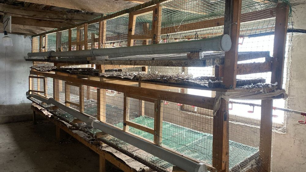 Клетка для несушек