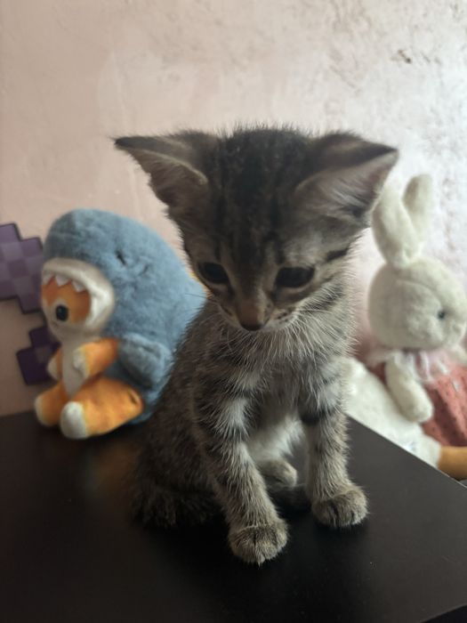 котенок котята в добрые руки