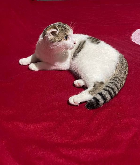 Шотландская вислоухий кот