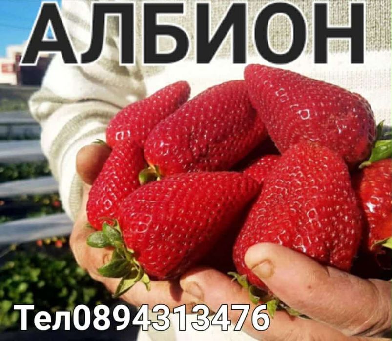 Ягоди и малини разсад