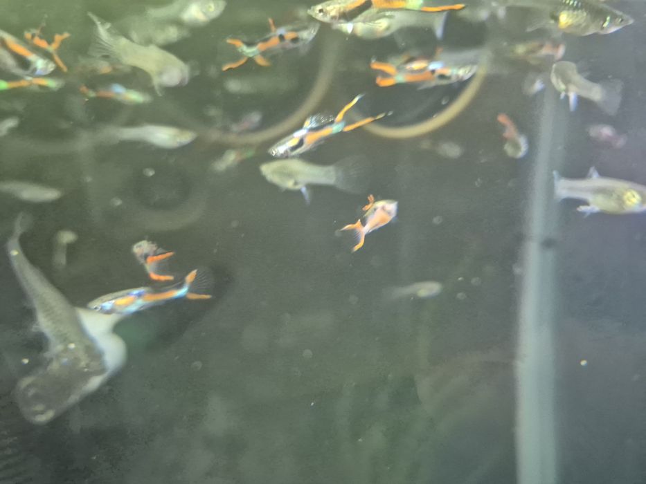 Vand pesti de acvariu, Endleri si Hypostomus Plecostomus cca 20cm