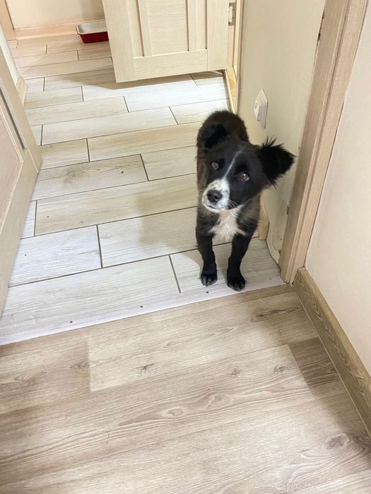 Дарю красивого щенка