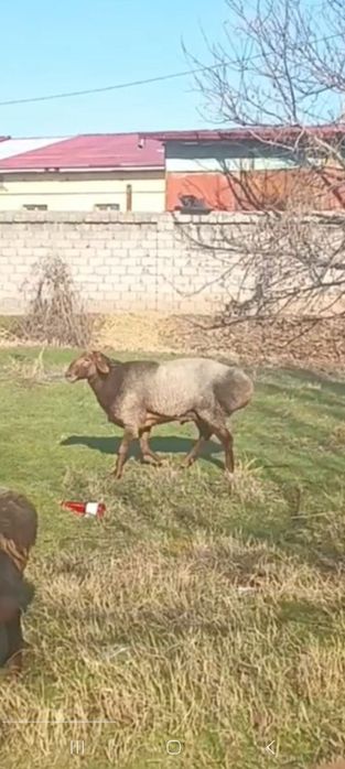 Кучкор сотилади эдил бай