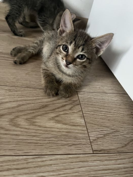 Отдам котят в доброе руки