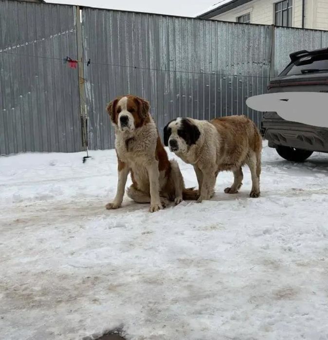 Московская сторожевая