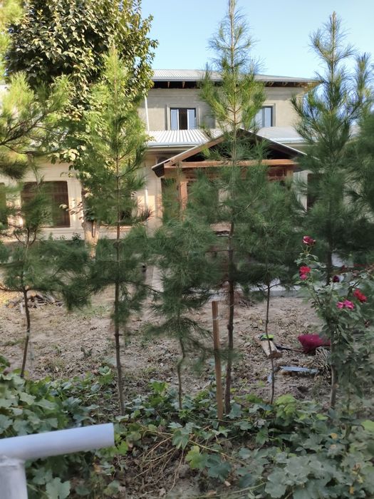 дерево Ёлка сосна арча дарахилари