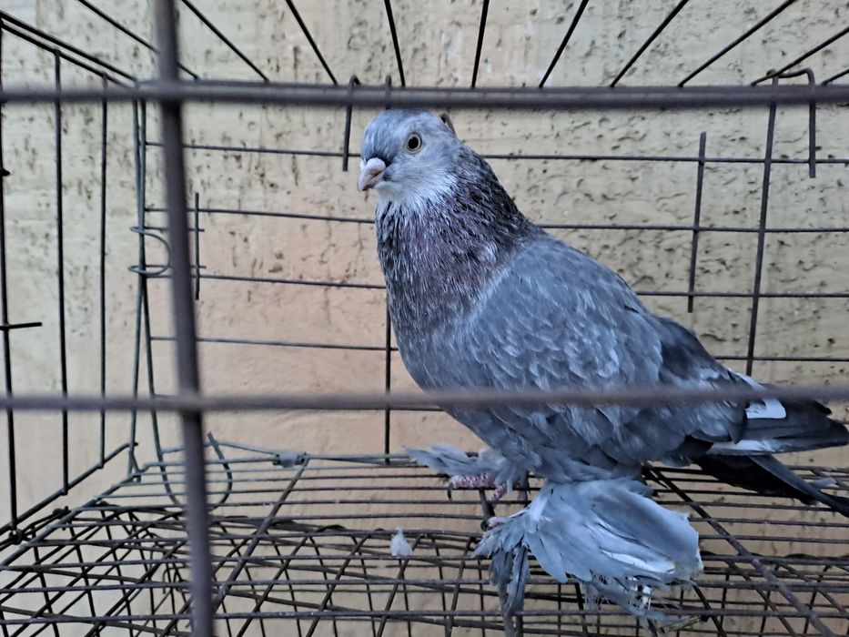 голубь молодой ,2025 года