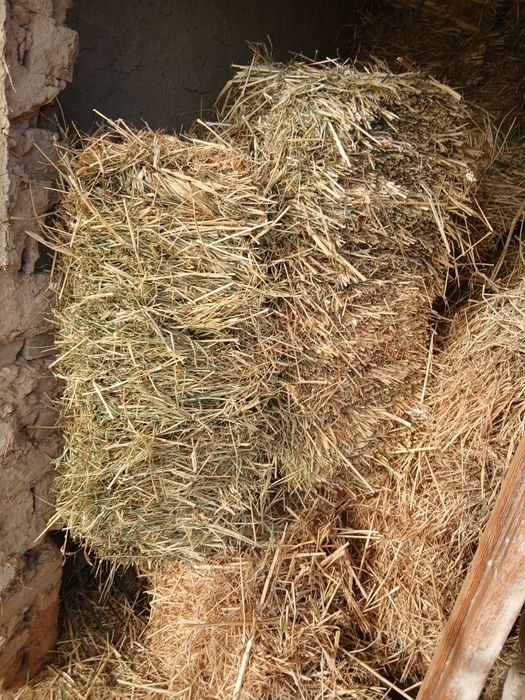 Hashee.        Sodlad