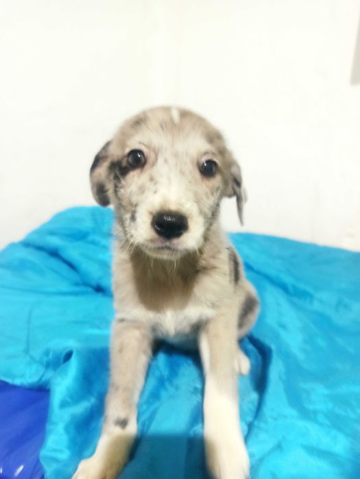 Donez cățelușă superbă