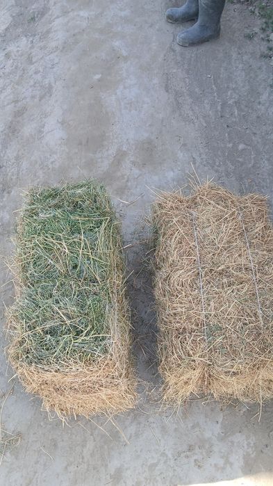 Беда пресс  тоза утники