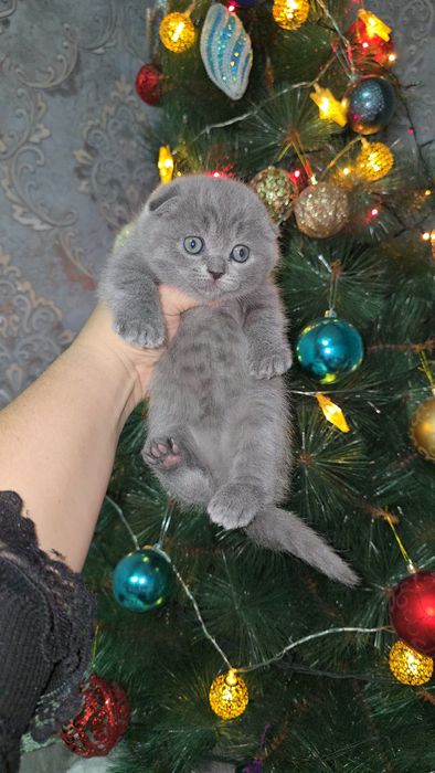 Шотландский фолд девичка
