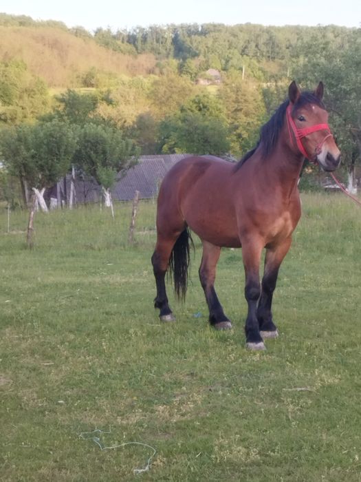 Mânză de 2 ani de vanzare