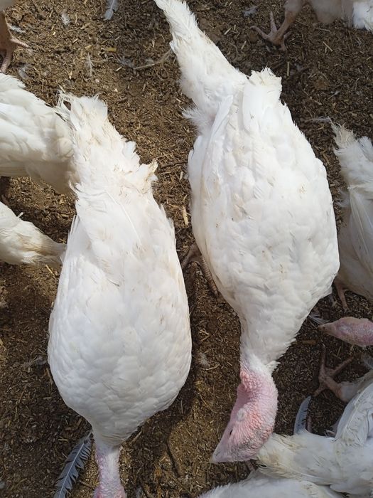 Big6 jojalari sotuvda cross varyant