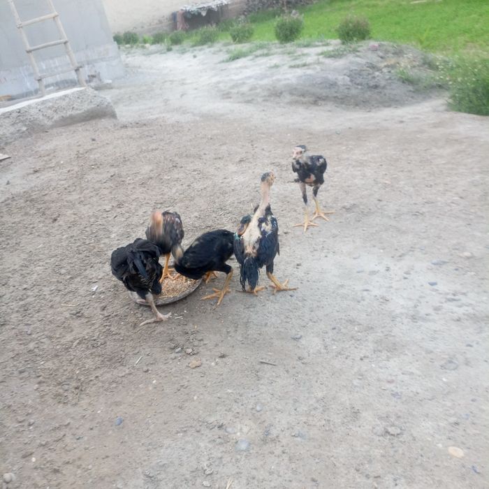 Kulangi.   Jujalar