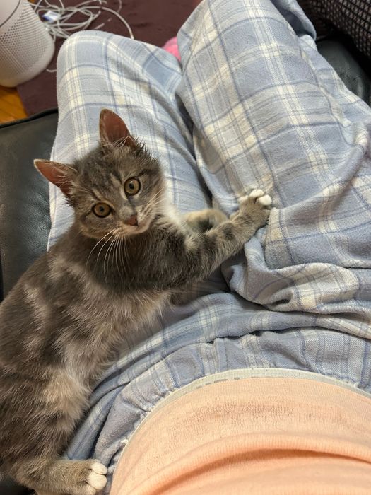 Dau o pisicuță de 3 luni