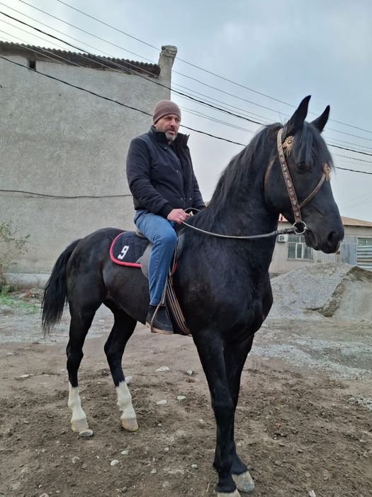 Англо-Араб 3 года