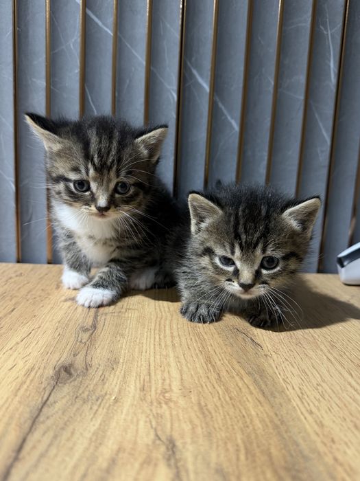 Котята скоттиш страйт