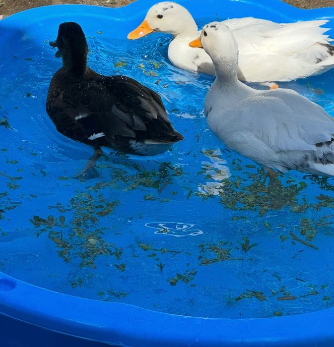 Vand pereche rate olandeze pitice