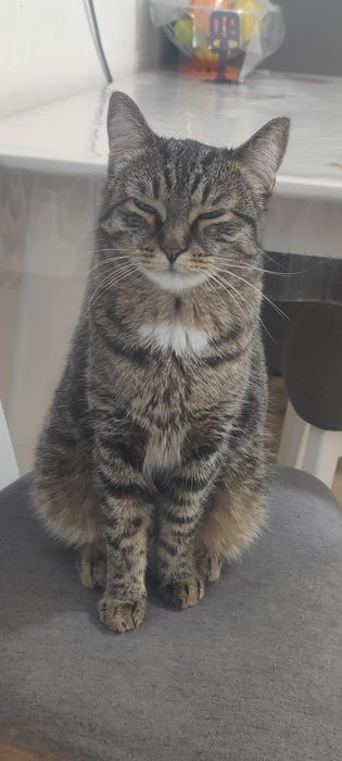 Отдам кошку 3-х лет