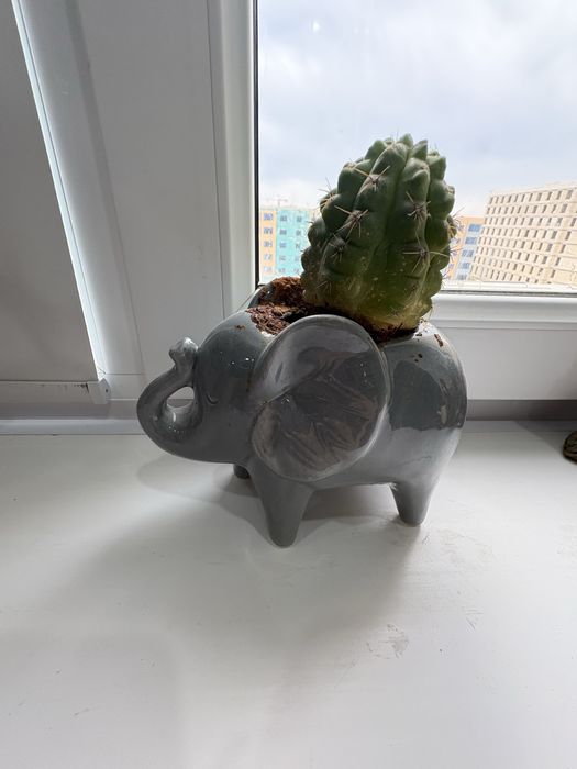 продам разные сукуленты вместе с кашпо