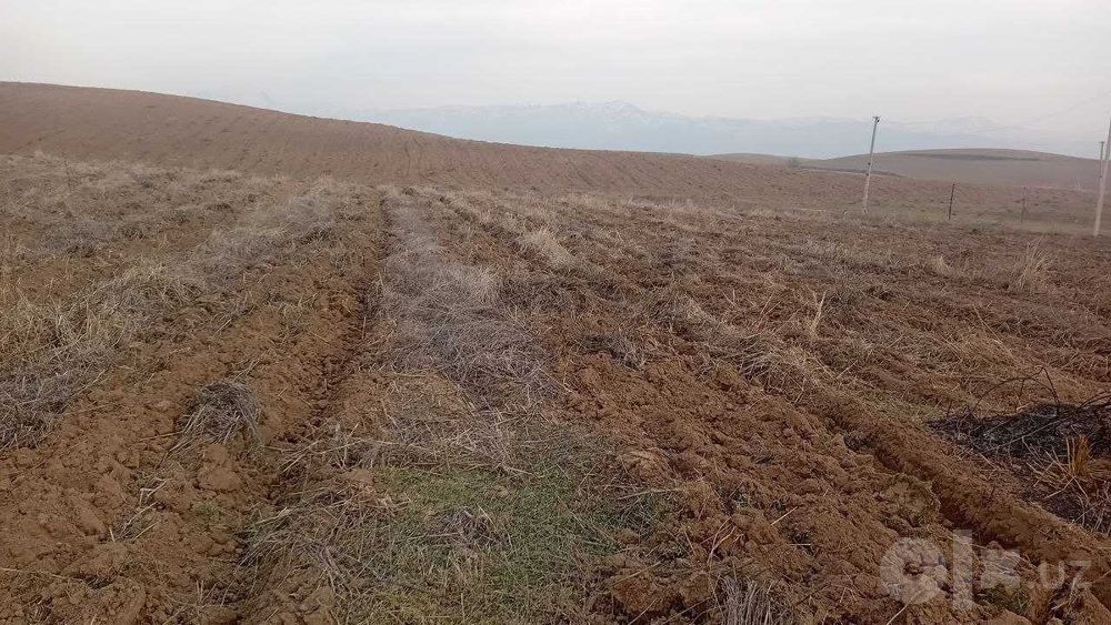 ijaraga yer 50gektar
