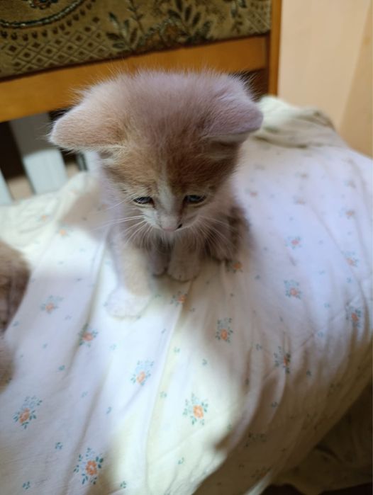 отдаем котят в добрые руки