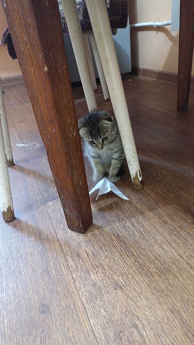 отдам маленького котёнка
