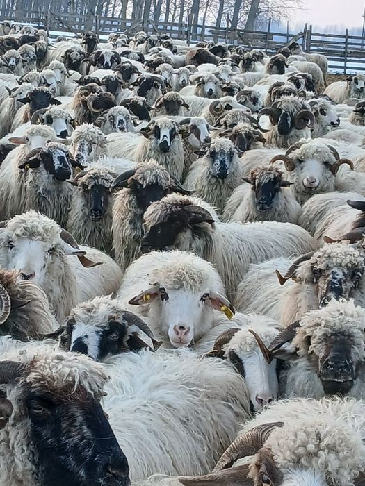 Oi de vânzare 250 Bucăți