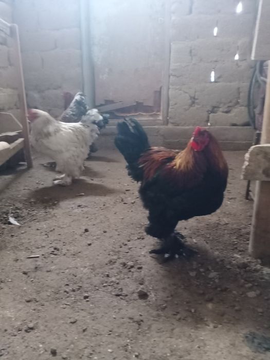 Брам, брамма продам Петухи