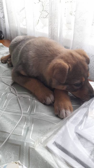 Щенок собака девочка 2 месяца,очень добрая ,уличная.