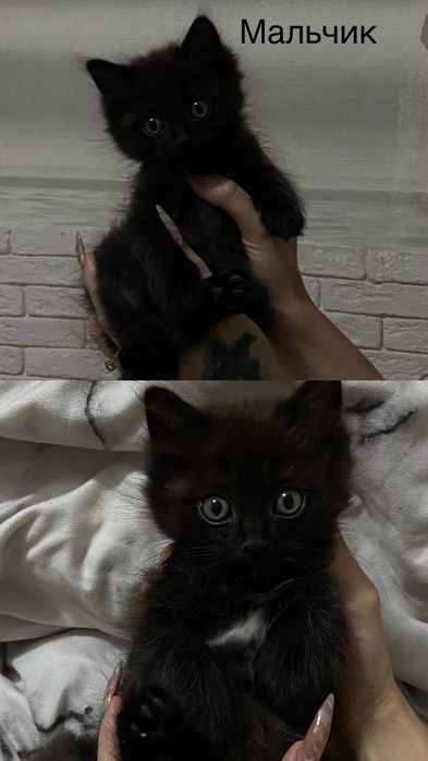Котята ласковые умные