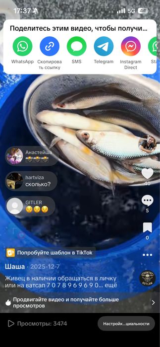 Живец плотва отличного размера