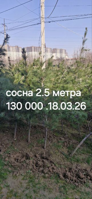Дерево Сосна 2.5 метра